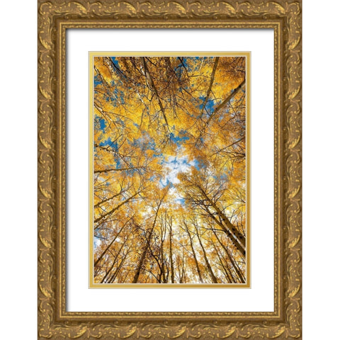 Looking up into yellow Aspen trees in the Colorado Rocky Mountains Gold Ornate Wood Framed Art Print with Double Matting by SMO