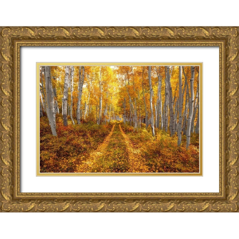 Autumn in the Rocky Mountains of Colorado-as Aspen trees turn bright yellow gold Gold Ornate Wood Framed Art Print with Double Matting by SMO