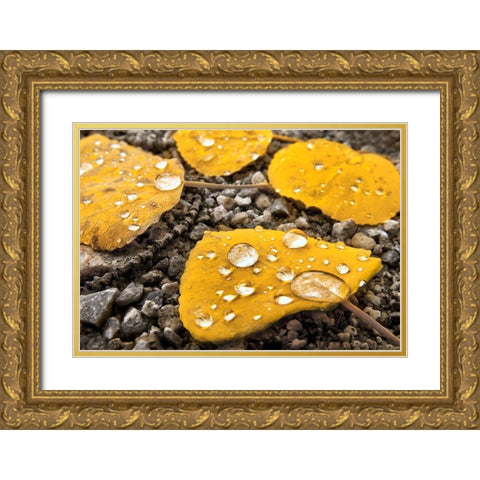 Aspen leaves with morning water droplets in the Colorado Rocky Mountains Gold Ornate Wood Framed Art Print with Double Matting by SMO