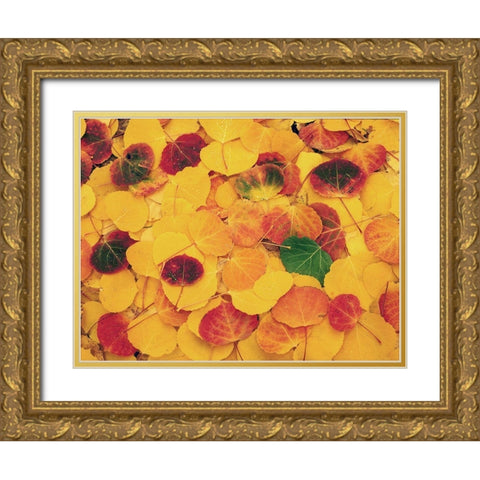 fallen Aspen leaves carpet the ground in the Colorado Rocky Mountains Gold Ornate Wood Framed Art Print with Double Matting by SMO