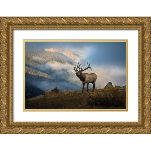 Bugling elk with a Colorado Rocky Mountain misty morning backdrop Gold Ornate Wood Framed Art Print with Double Matting by SMO