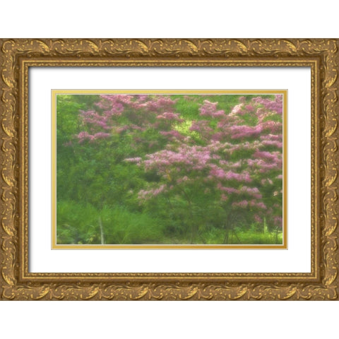 Delaware, Wilmington Flowering trees Gold Ornate Wood Framed Art Print with Double Matting by OBrien, Jay