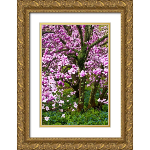 Delaware, Wilmington Cherry blossom tree Gold Ornate Wood Framed Art Print with Double Matting by OBrien, Jay