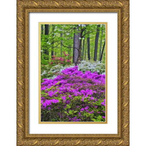 USA, Delaware, Colorful Azalas in bloom Gold Ornate Wood Framed Art Print with Double Matting by OBrien, Jay