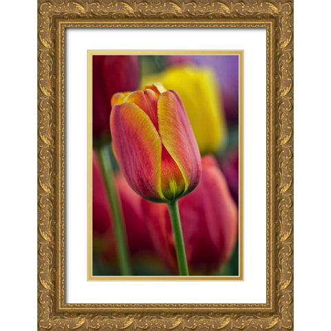Delaware Close-up of tulips Gold Ornate Wood Framed Art Print with Double Matting by OBrien, Jay