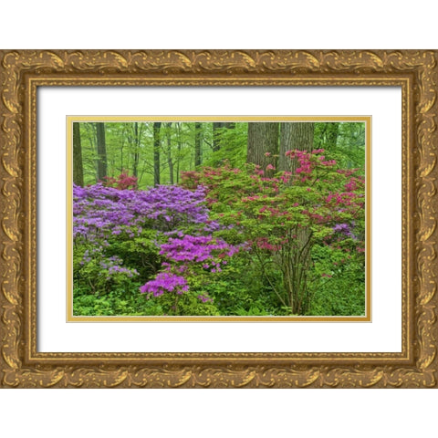 Delaware, Blooming azaleas in forest Gold Ornate Wood Framed Art Print with Double Matting by OBrien, Jay