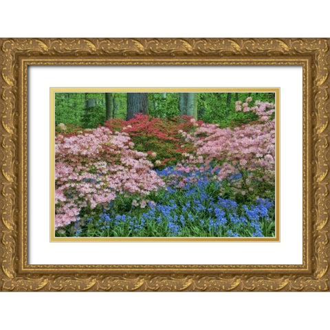 Delaware Blooming azalea and bluebell flowers Gold Ornate Wood Framed Art Print with Double Matting by OBrien, Jay