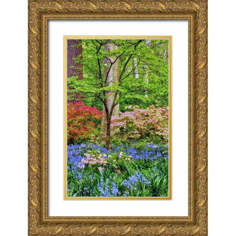 Delaware Blooming azalea and bluebell flowers Gold Ornate Wood Framed Art Print with Double Matting by OBrien, Jay