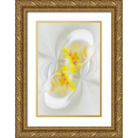 White Orchid flower-Florida Gold Ornate Wood Framed Art Print with Double Matting by Jones, Adam