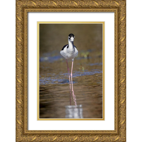 Black-necked stilt-Myakka River State Park-Florida Gold Ornate Wood Framed Art Print with Double Matting by Jones, Adam