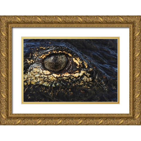 American alligator eyeball close-up from eye level with water-Myakka River State Park-Florida Gold Ornate Wood Framed Art Print with Double Matting by Jones, Adam