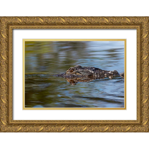 American alligator from eye level with water-Myakka River State Park-Florida Gold Ornate Wood Framed Art Print with Double Matting by Jones, Adam