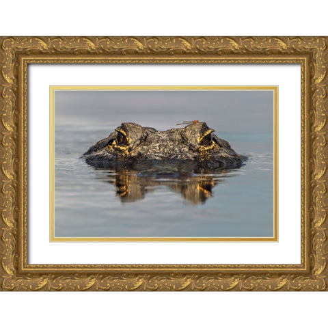 American alligator from eye level with water-Myakka River State Park-Florida Gold Ornate Wood Framed Art Print with Double Matting by Jones, Adam
