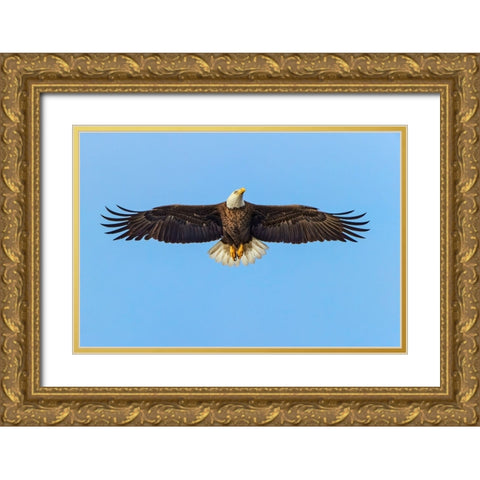 Bald eagle flying-Florida Gold Ornate Wood Framed Art Print with Double Matting by Jones, Adam