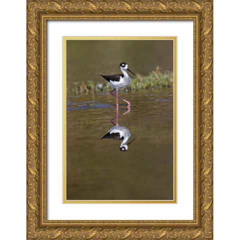 Black-necked stilt-Myakka River State Park-Florida Gold Ornate Wood Framed Art Print with Double Matting by Jones, Adam