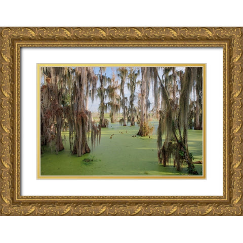 Cypress trees draped in Spanish moss-Circle B Ranch-Polk County-Florida Gold Ornate Wood Framed Art Print with Double Matting by Jones, Adam