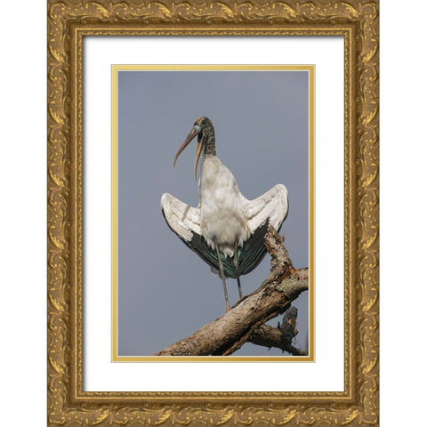 Wood stork-Circle B Ranch-Florida Gold Ornate Wood Framed Art Print with Double Matting by Jones, Adam