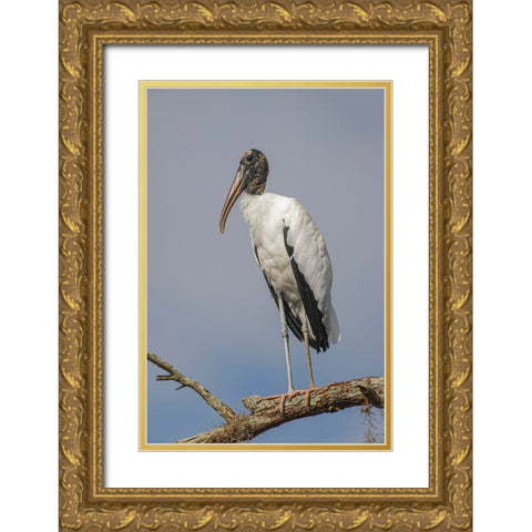Wood stork-Circle B Ranch-Florida Gold Ornate Wood Framed Art Print with Double Matting by Jones, Adam