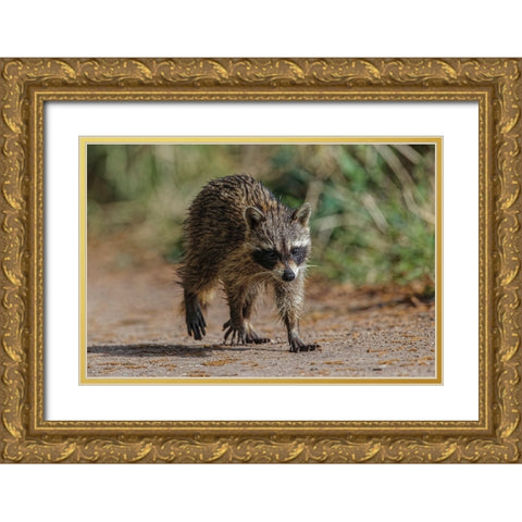 Raccoon walking-Circle B Ranch-Florida Gold Ornate Wood Framed Art Print with Double Matting by Jones, Adam