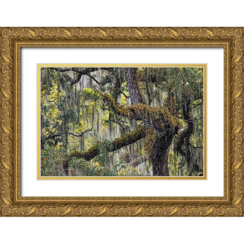 Live oak trees draped in Spanish moss-Polk County-Florida Gold Ornate Wood Framed Art Print with Double Matting by Jones, Adam