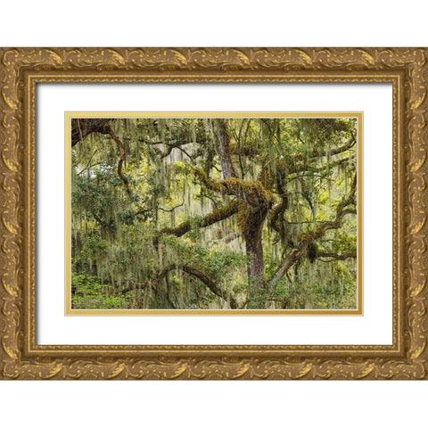 Live oak trees draped in Spanish moss-Polk County-Florida Gold Ornate Wood Framed Art Print with Double Matting by Jones, Adam