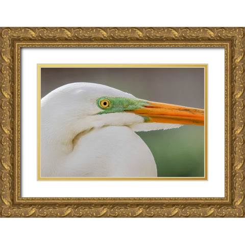 Great egret in breeding plumage-south Florida Gold Ornate Wood Framed Art Print with Double Matting by Jones, Adam