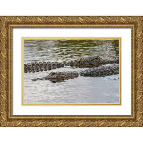 American alligators-Myakka River State Park-Florida Gold Ornate Wood Framed Art Print with Double Matting by Jones, Adam