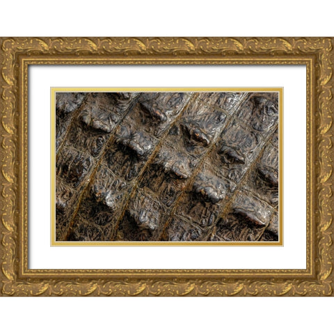 American alligator scale pattern close-up-Myakka River State Park-Florida Gold Ornate Wood Framed Art Print with Double Matting by Jones, Adam