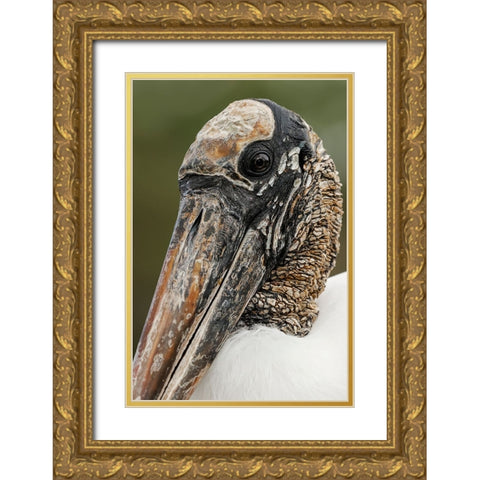 Wood stork-Circle B Ranch-Florida Gold Ornate Wood Framed Art Print with Double Matting by Jones, Adam