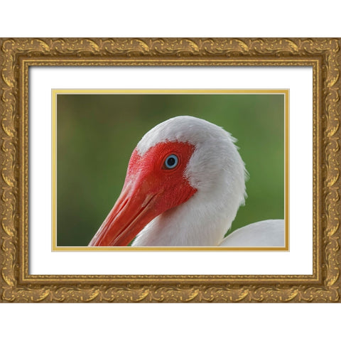 American white ibis Myakka River State Park-Florida Gold Ornate Wood Framed Art Print with Double Matting by Jones, Adam