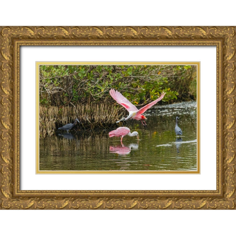 Roseate spoonbill flying-Merritt Island National Wildlife Refuge-Florida Gold Ornate Wood Framed Art Print with Double Matting by Jones, Adam