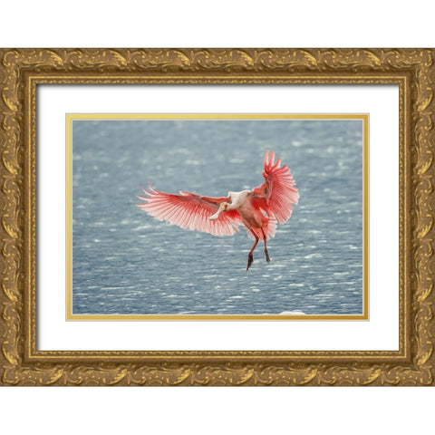 Roseate spoonbill landing-Merritt Island National Wildlife Refuge-Florida Gold Ornate Wood Framed Art Print with Double Matting by Jones, Adam