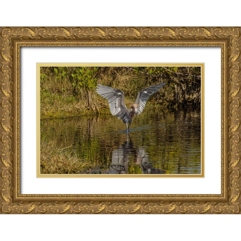 Reddish egret fishing-Merritt Island National Wildlife Refuge-Florida Gold Ornate Wood Framed Art Print with Double Matting by Jones, Adam