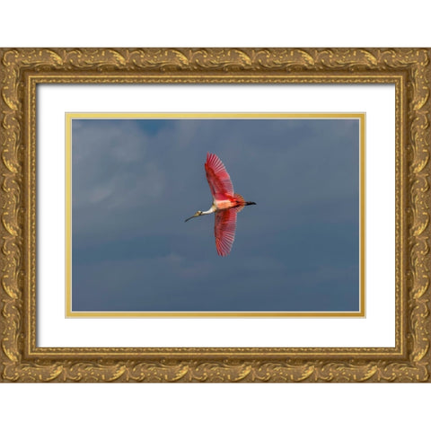 Roseate spoonbill flying-Merritt Island National Wildlife Refuge-Florida Gold Ornate Wood Framed Art Print with Double Matting by Jones, Adam