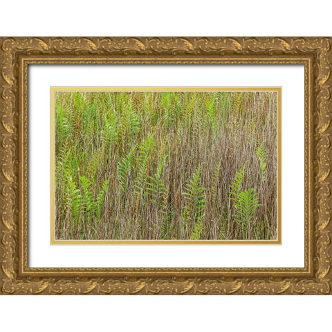 Ferns and grass pattern-Merritt Island National Wildlife Refuge-Florida Gold Ornate Wood Framed Art Print with Double Matting by Jones, Adam
