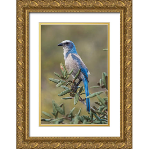 Florida scrub jay-Merritt Island National Wildlife Refuge-Florida Gold Ornate Wood Framed Art Print with Double Matting by Jones, Adam