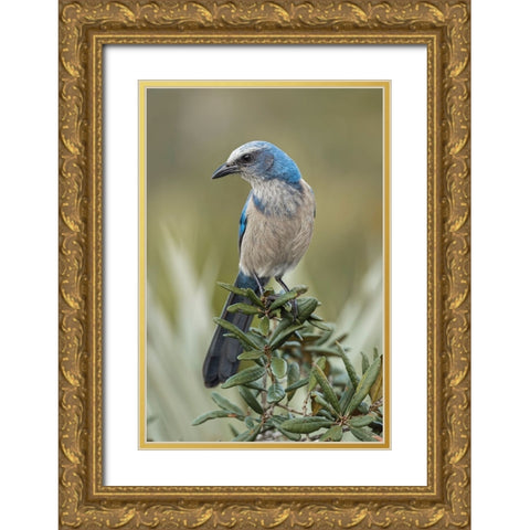 Florida scrub jay-Merritt Island National Wildlife Refuge-Florida Gold Ornate Wood Framed Art Print with Double Matting by Jones, Adam