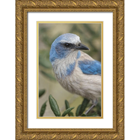 Florida scrub jay-Merritt Island National Wildlife Refuge-Florida Gold Ornate Wood Framed Art Print with Double Matting by Jones, Adam