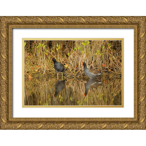 Pair of Moorhens-Merritt Island National Wildlife Refuge-Florida Gold Ornate Wood Framed Art Print with Double Matting by Jones, Adam