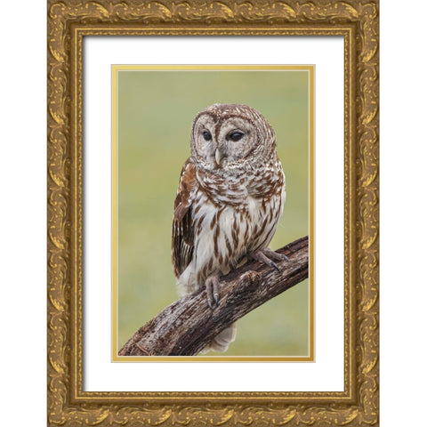 Barred owl-Strix varia-Florida Gold Ornate Wood Framed Art Print with Double Matting by Jones, Adam