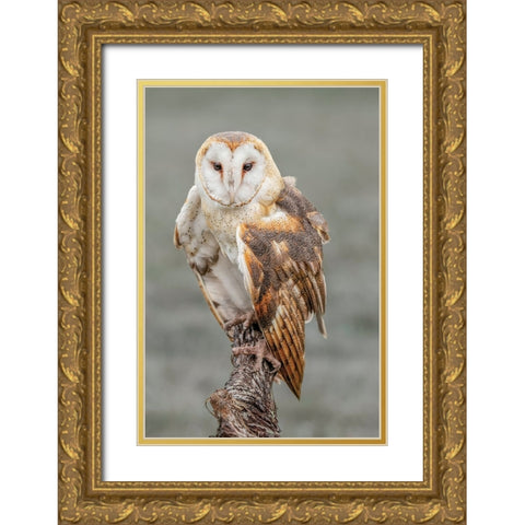 Barn owl-Tyto alba-Florida Gold Ornate Wood Framed Art Print with Double Matting by Jones, Adam
