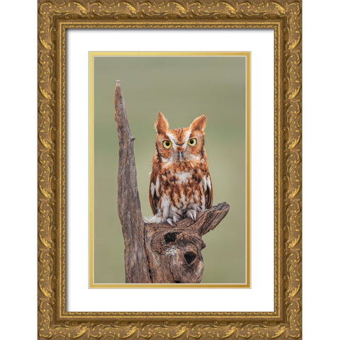 Eastern screech owl-Florida Gold Ornate Wood Framed Art Print with Double Matting by Jones, Adam
