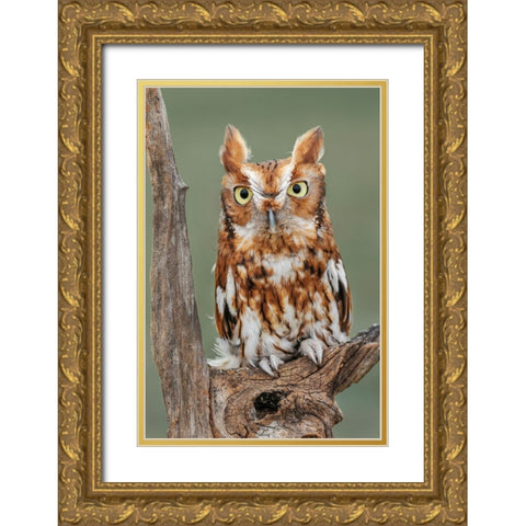 Eastern screech owl-Florida Gold Ornate Wood Framed Art Print with Double Matting by Jones, Adam