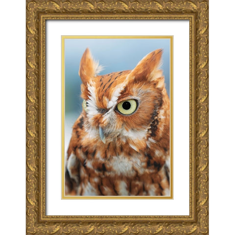 Eastern screech owl-Florida Gold Ornate Wood Framed Art Print with Double Matting by Jones, Adam