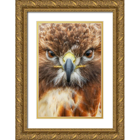 Red-tailed hawk-Florida Gold Ornate Wood Framed Art Print with Double Matting by Jones, Adam