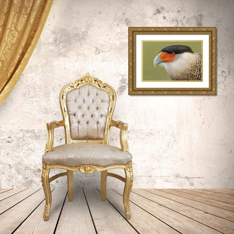 Crested caracara-south Florida Gold Ornate Wood Framed Art Print with Double Matting by Jones, Adam
