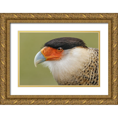Crested caracara-south Florida Gold Ornate Wood Framed Art Print with Double Matting by Jones, Adam