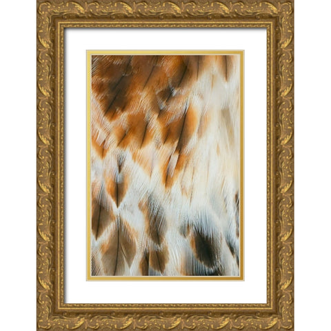 Feather pattern on Red-tailed hawk-Florida Gold Ornate Wood Framed Art Print with Double Matting by Jones, Adam