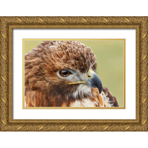 Red-tailed hawk-Florida Gold Ornate Wood Framed Art Print with Double Matting by Jones, Adam