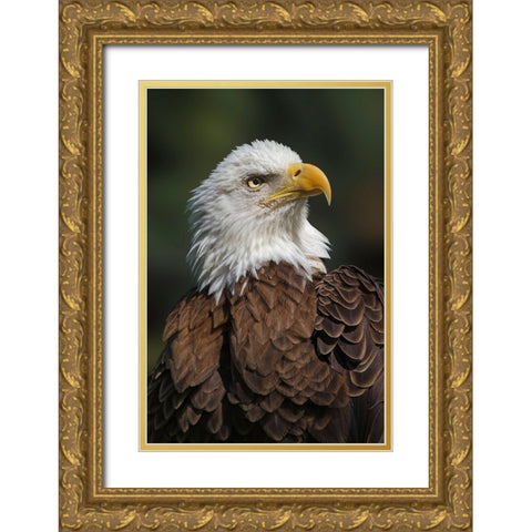 Bald eagle-Florida Gold Ornate Wood Framed Art Print with Double Matting by Jones, Adam